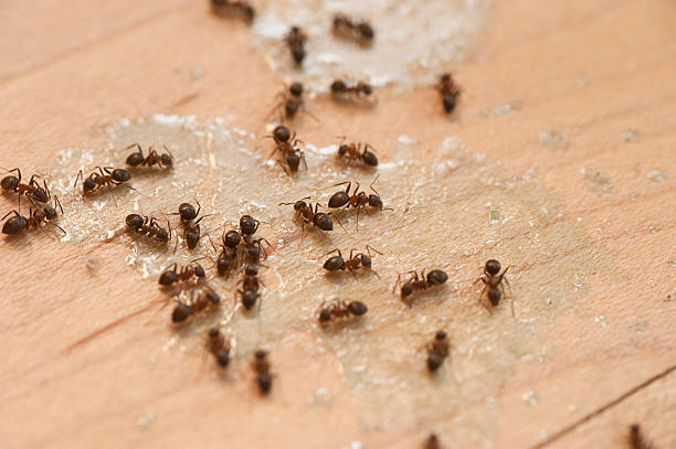 Best Cockroach Control Services  in Gettysburg, SD