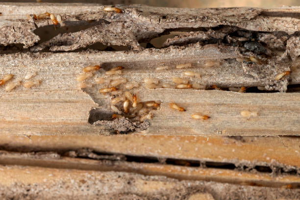 Spider Control Near Me in Gettysburg, SD